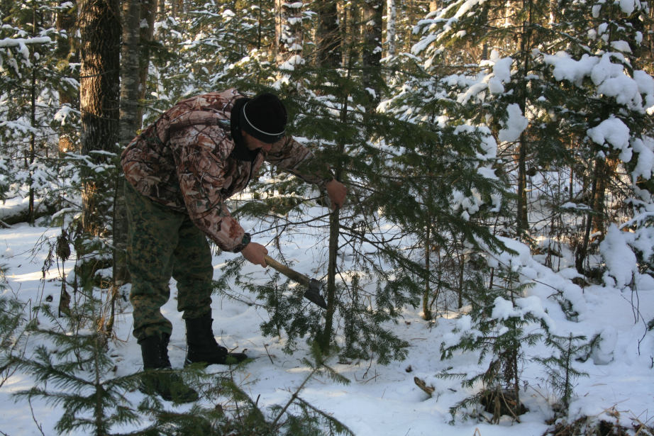 11 фактов незаконной рубки леса выявили патрули лесоохраны в Хабаровском крае