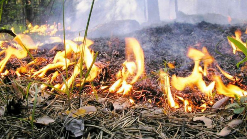 В России утвердили повышенные штрафы за лесные пожары