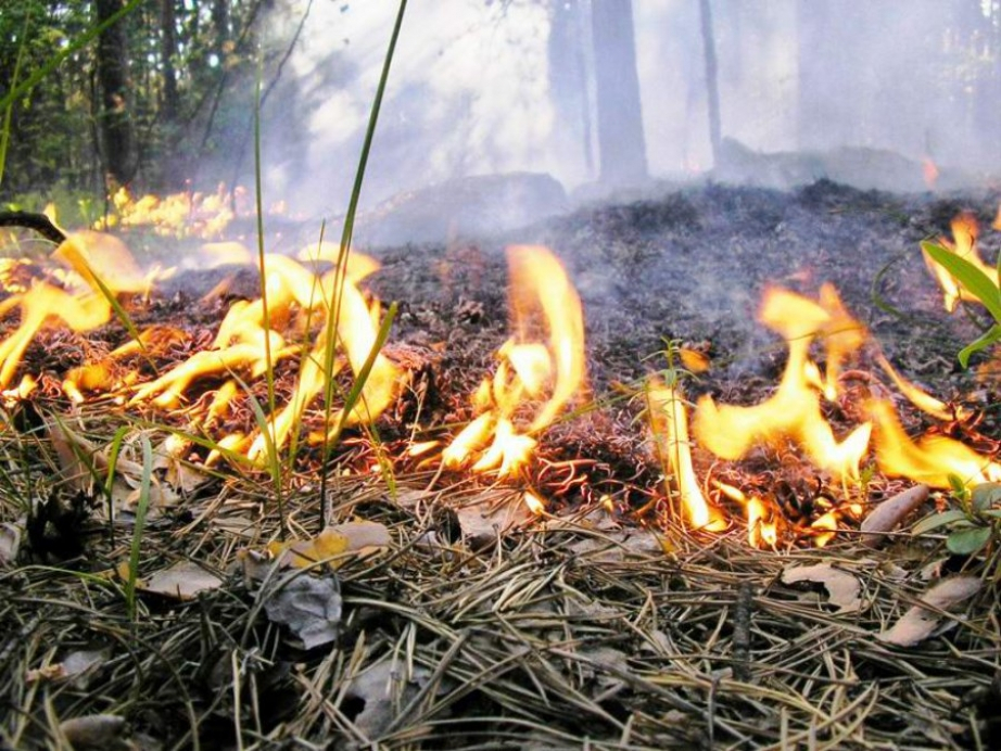 В России утвердили повышенные штрафы за лесные пожары