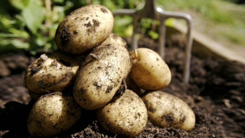 Производство картофеля вырастет в крае